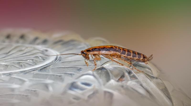 soñar con cucarachas